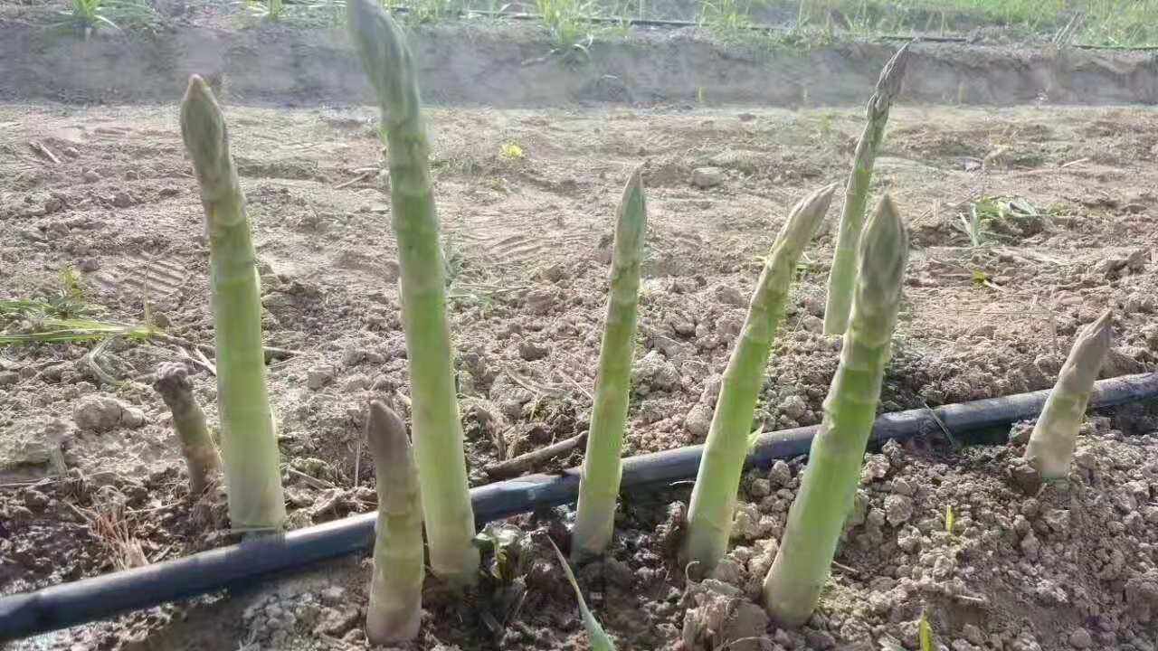 滴灌